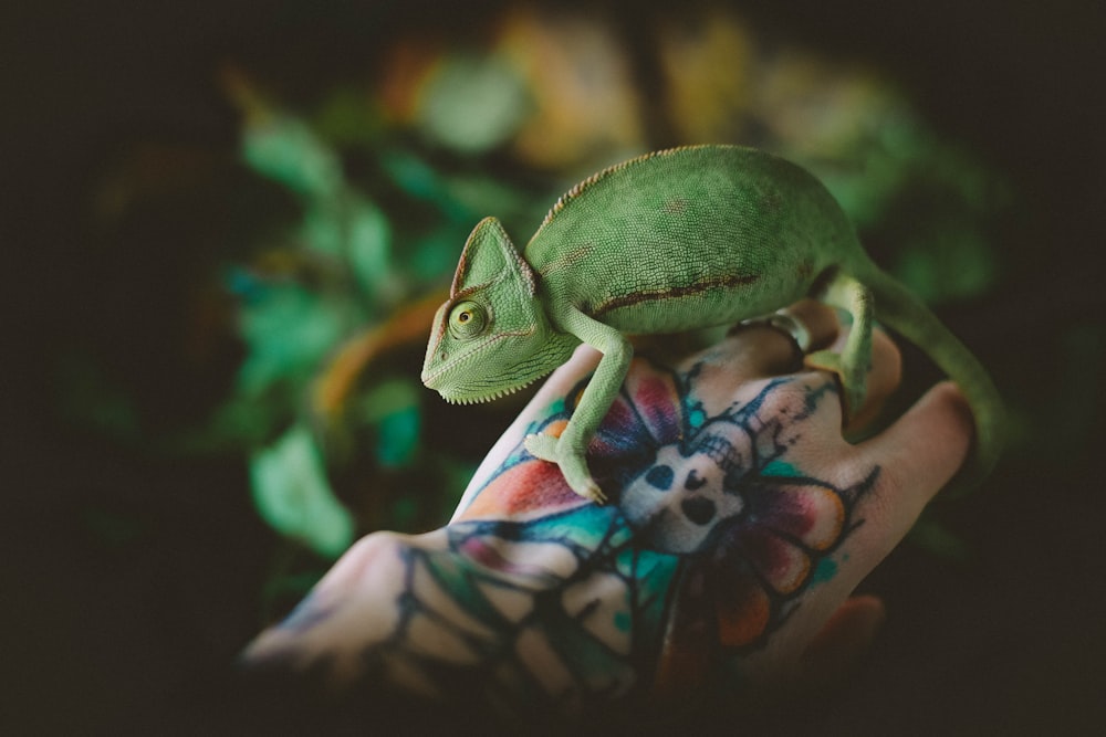 shallow focus photo of green chameleon