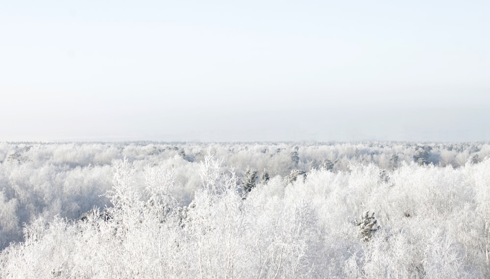 landscape photography of white field