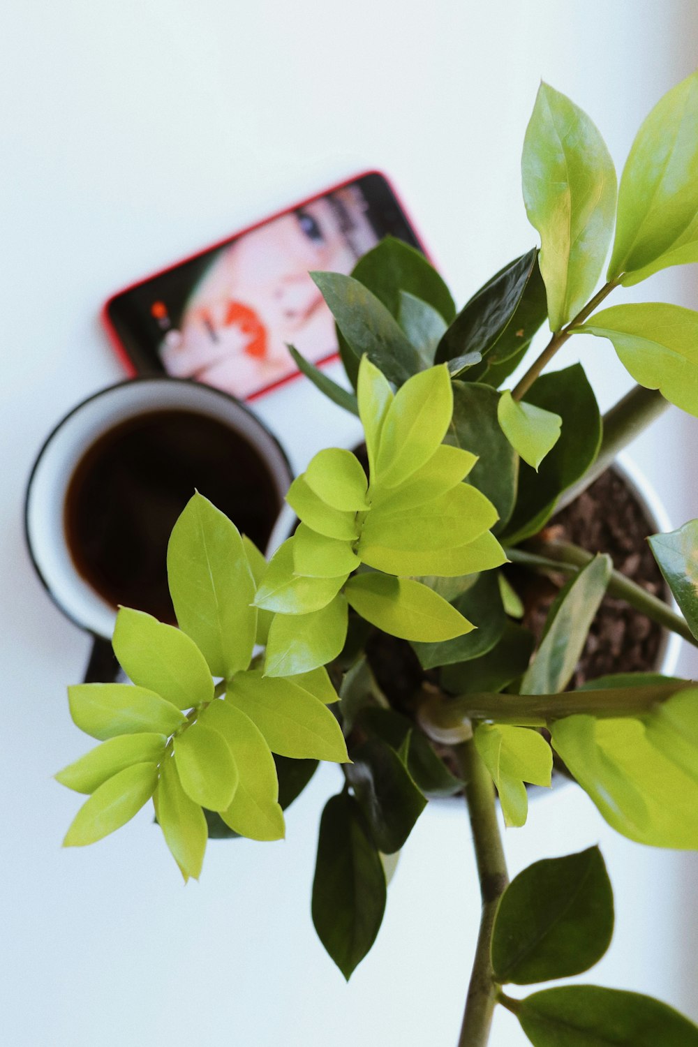 green leaf plant beside white mug