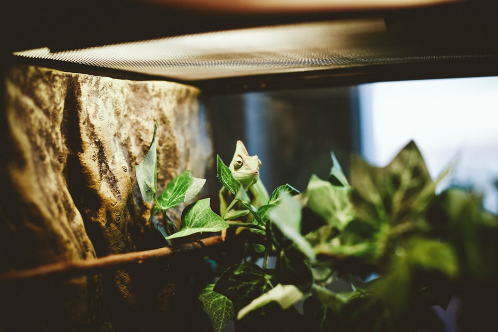 green lizard in terrarium