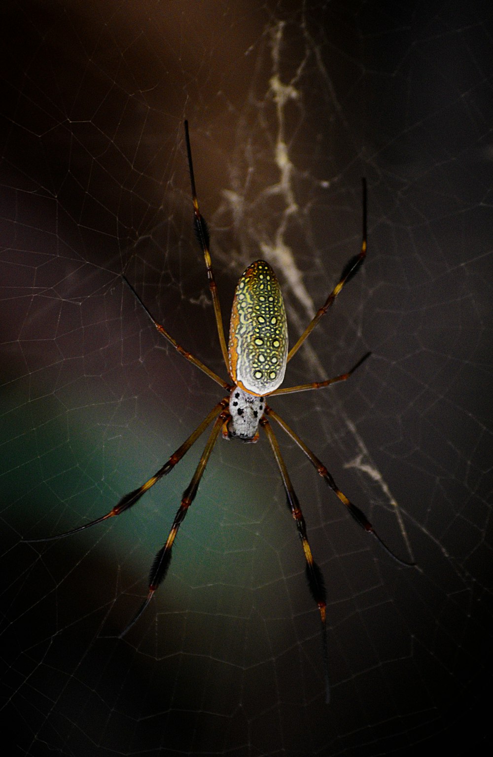 green and brown spider