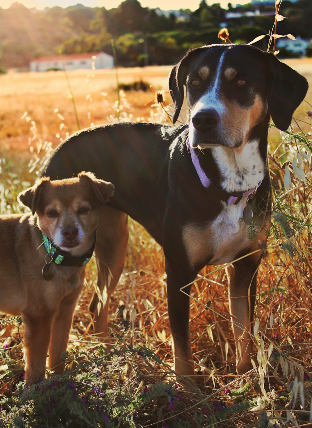 two black, brown and white short-coated dogs