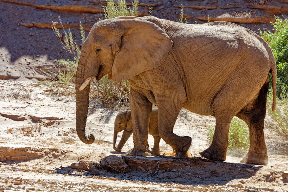 brauner Elefant mit Kalb