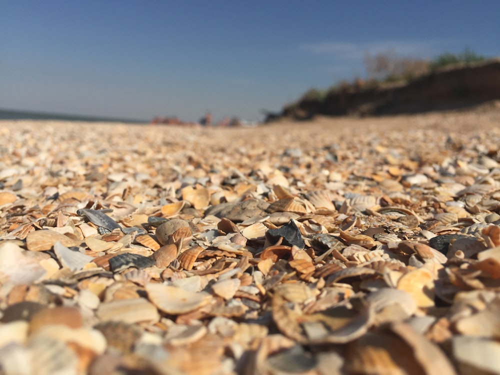 brown sea shells on ground
