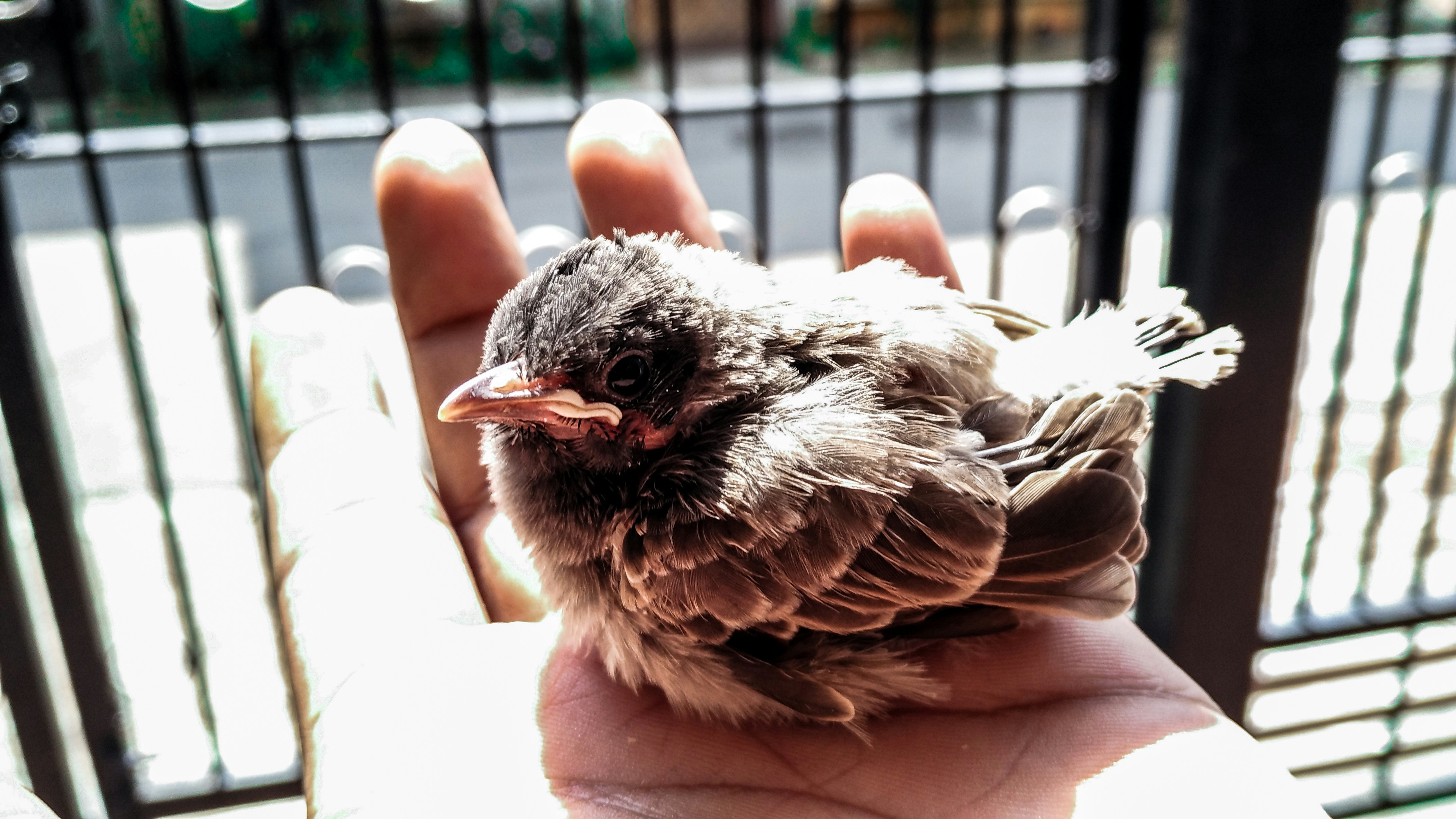 Common Bird Diseases and Prevention for Pet Birds