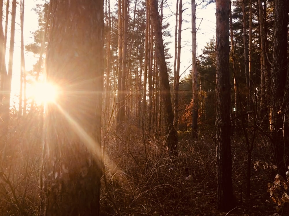 夕暮れ時の木々の写真撮影