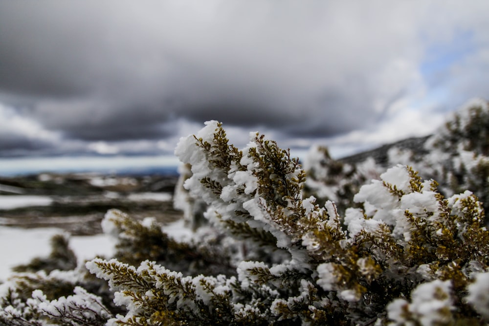 Fotografía de primer plano de pinos cubiertos de nieve