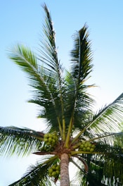 Rows of tall coconut trees with fresh coconuts ready for harvest under a bright blue sky.