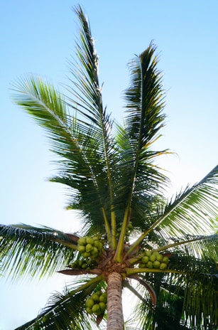 A farmer harvesting coconuts under a clear blue sky.