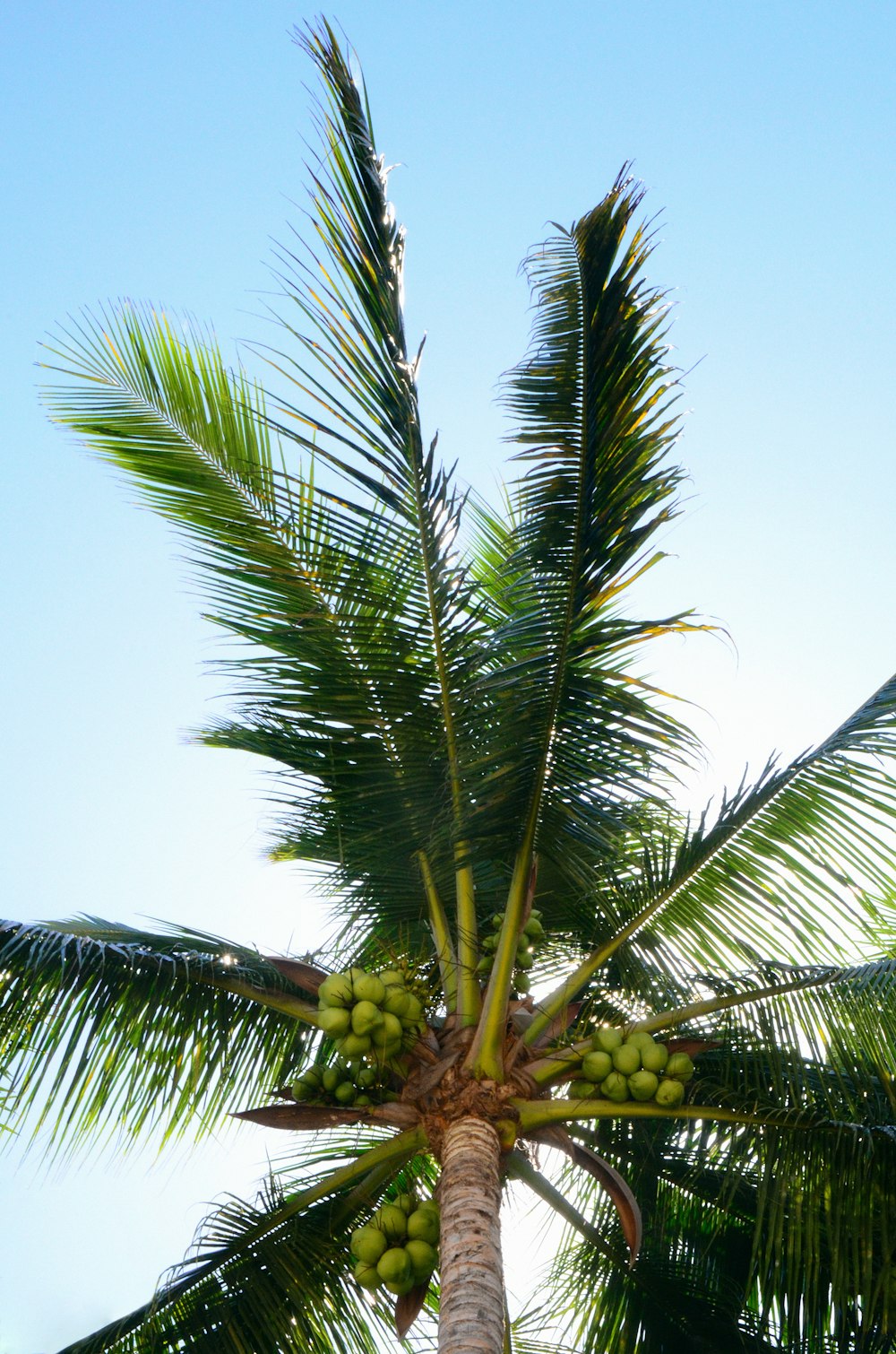 green coconut palm tree