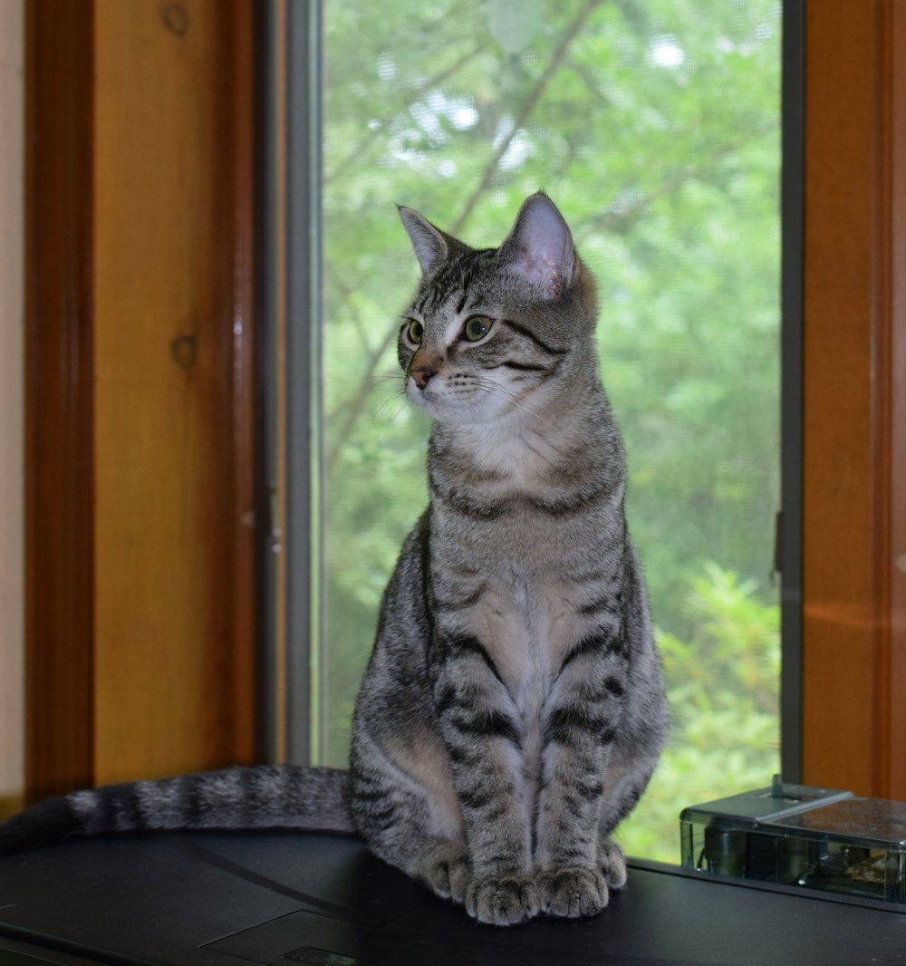 brown tabby cat sitting on front of glass window