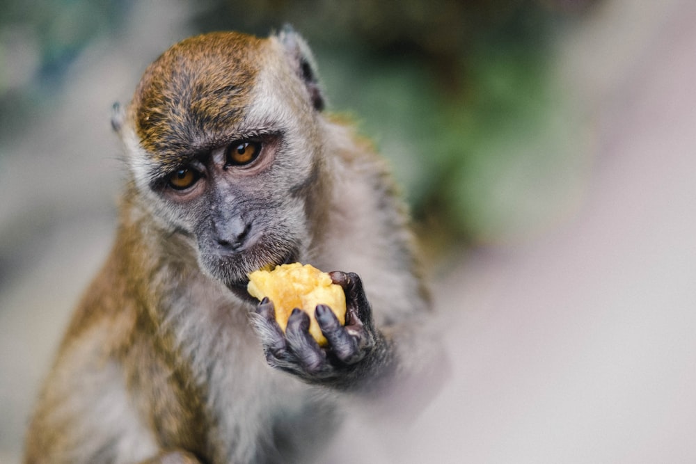 monkey eating