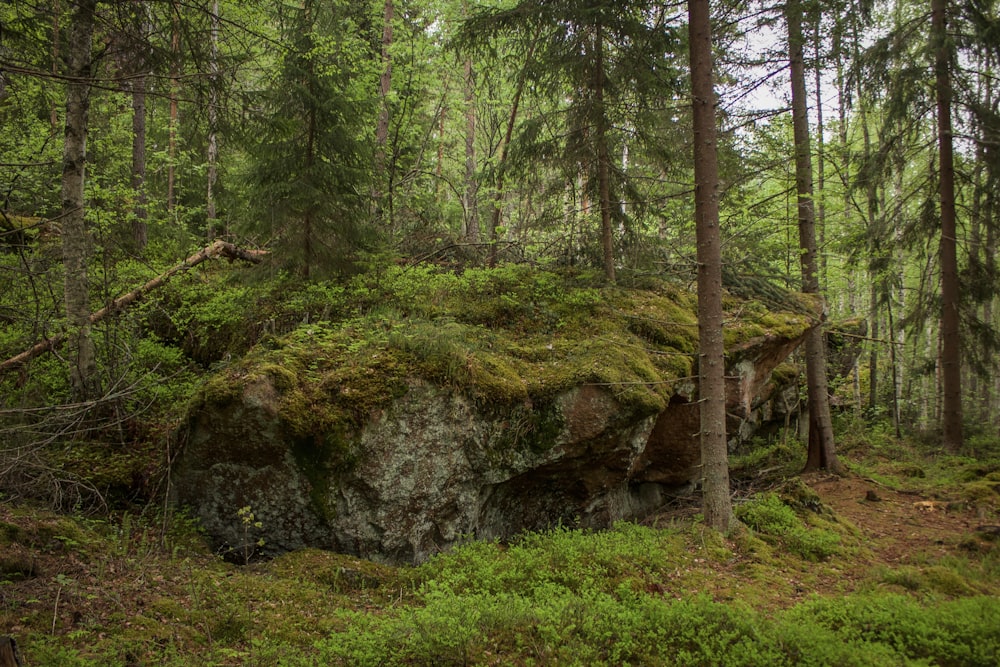 landscape photography of spruce-fir forest
