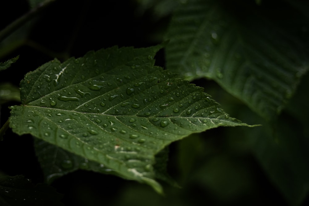 a green leaf with drops of water on it