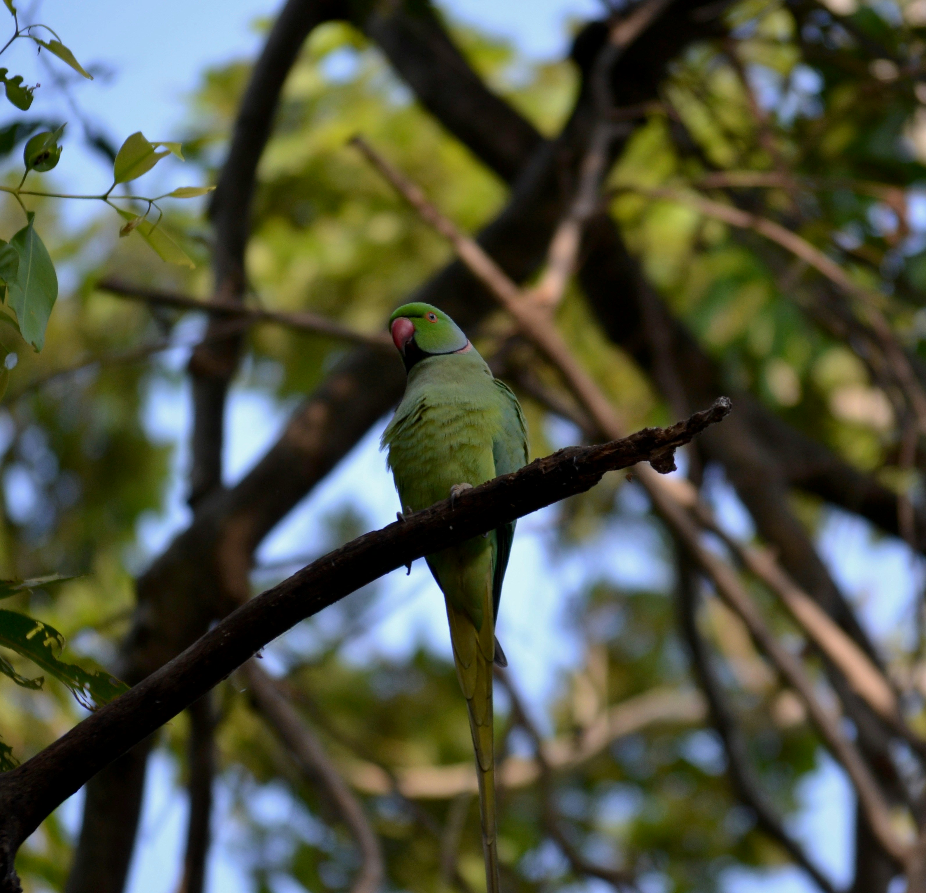 緑のインコの写真 Unsplashで見つける鳥の無料写真