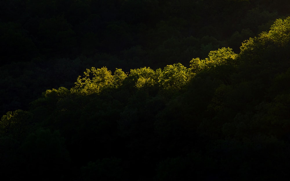 the sun is shining through the trees in the forest