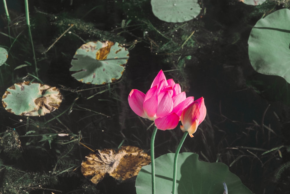 red petaled water Lilly close-up photography