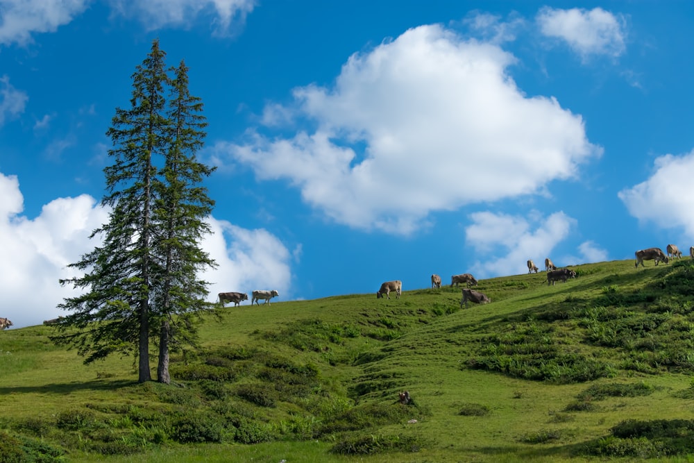 herd of cows standing on mountain