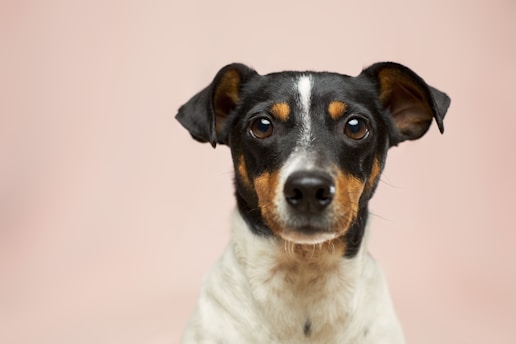 black and white short coated dog