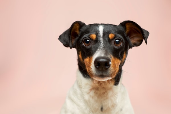 🗞️La mayoría de los dueños de perros muestran su escepticismo a las vacunas