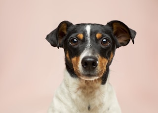 black and white short coated dog