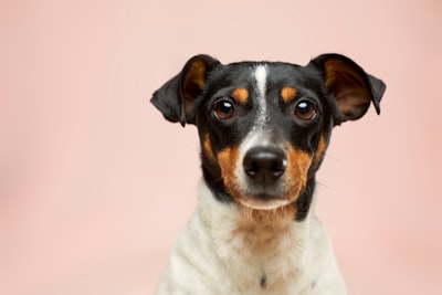 black and white short coated dog dog google meet background