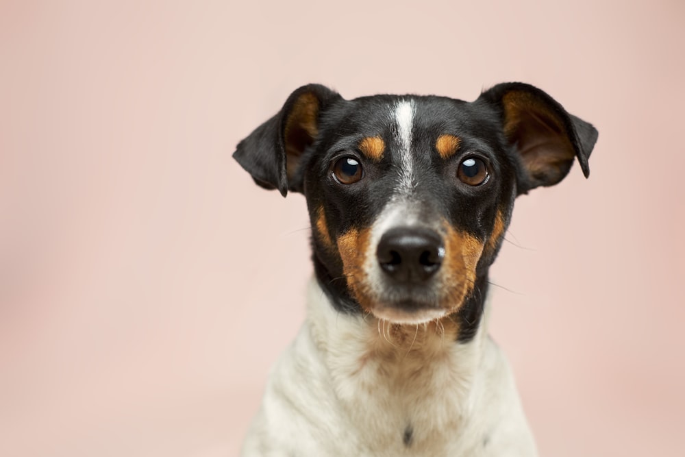 Cão de pelagem curta preto e branco