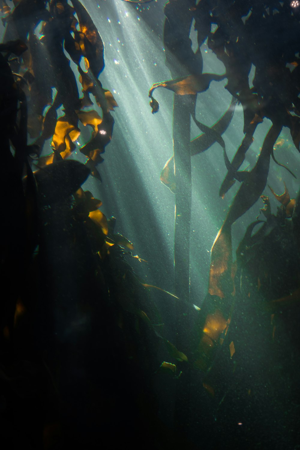 a large group of fish swimming in a large body of water