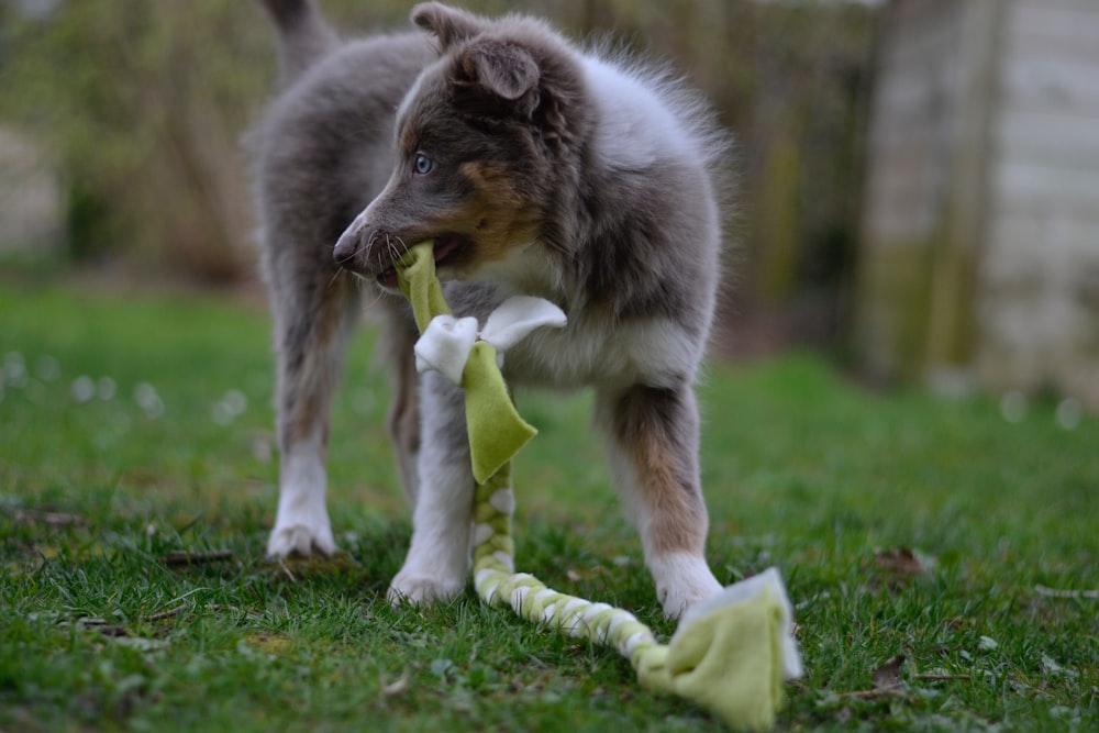 long-coated gray puppy