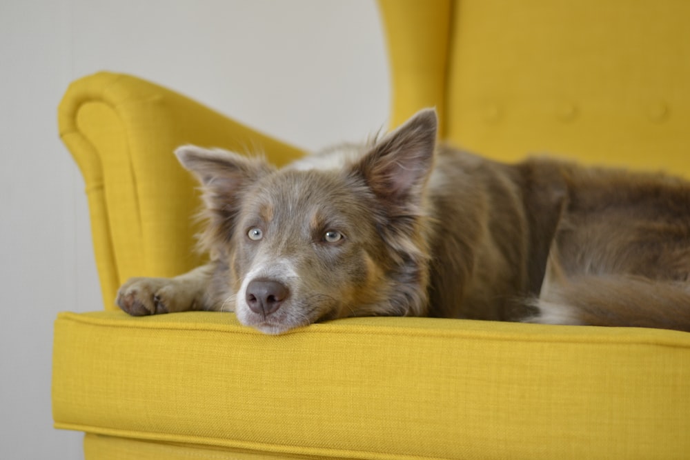 dag marrón acostado en una silla de sofá amarilla