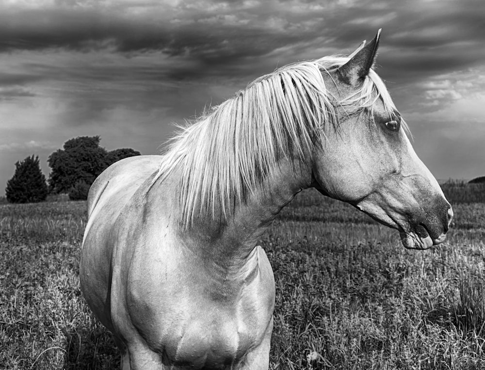 horse at grass field