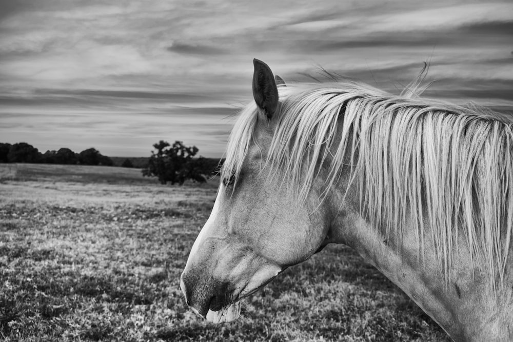 grayscale photography of horse near outdoor