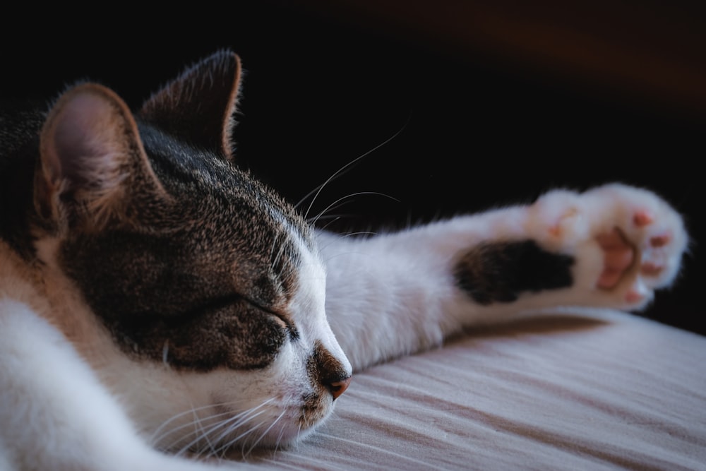 grey and white cat lying on white textile