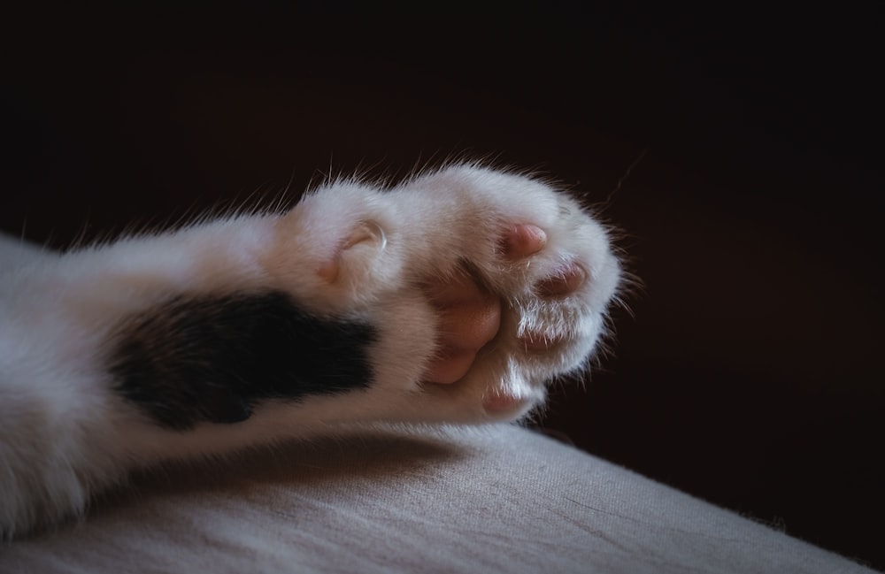 흰색과 검은색 고양이의 발