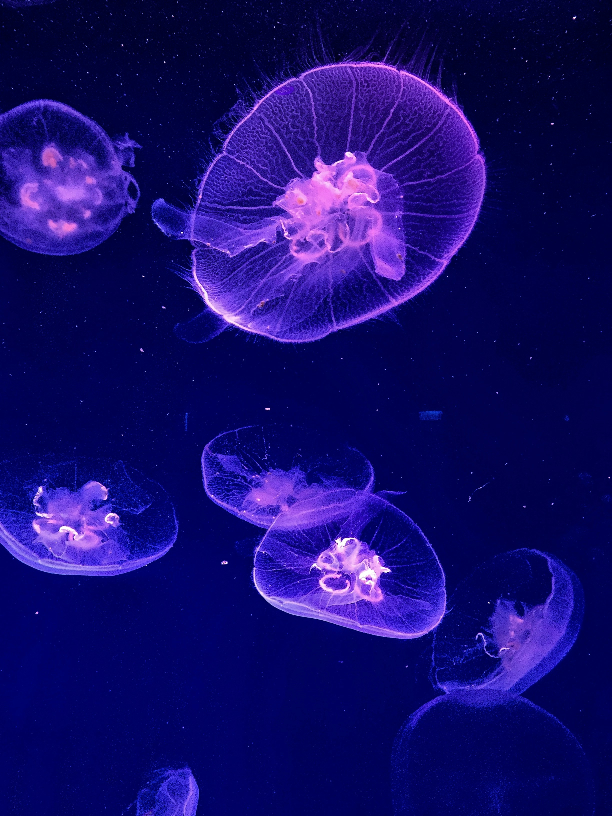 group of jelly fish