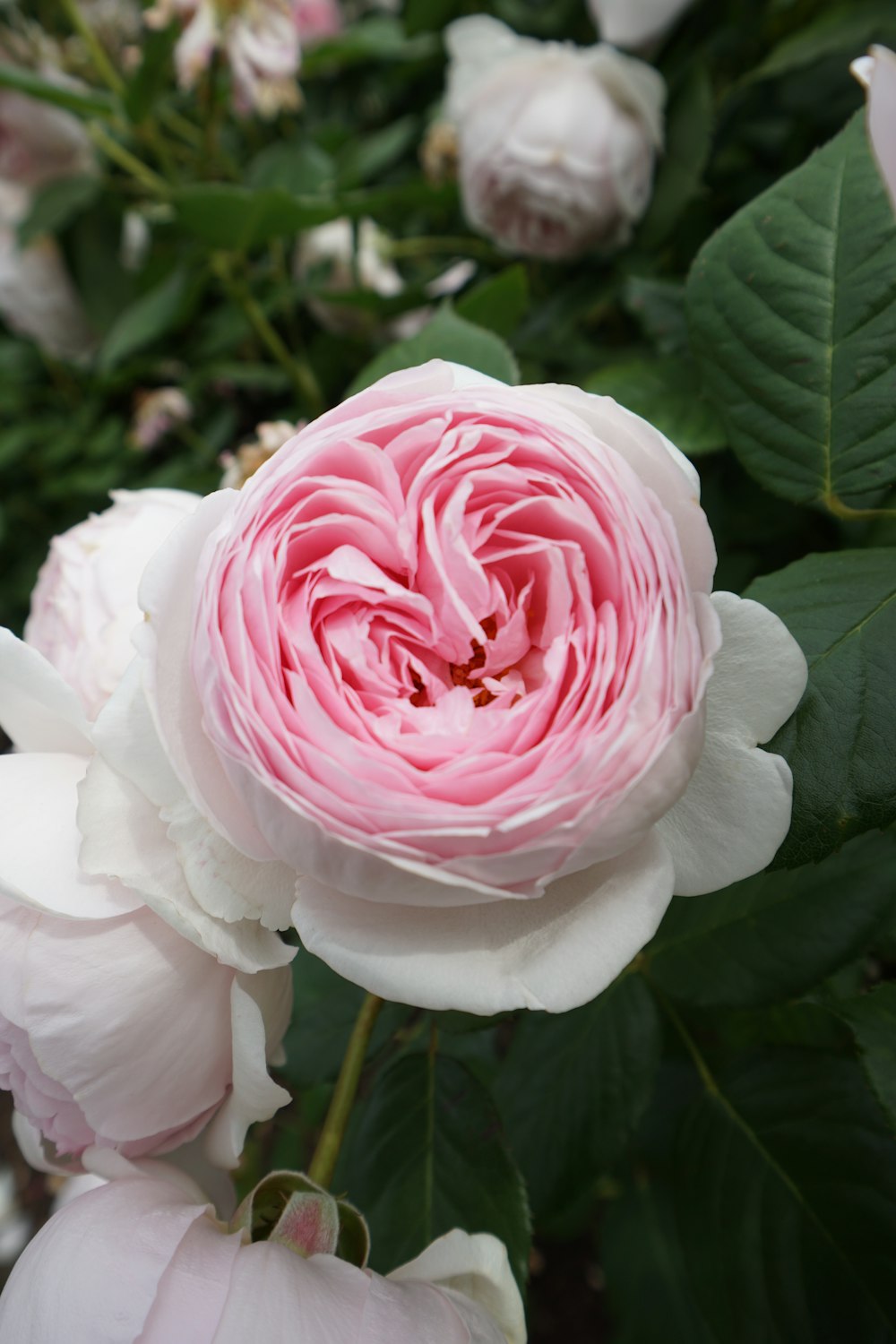 pink rose flower