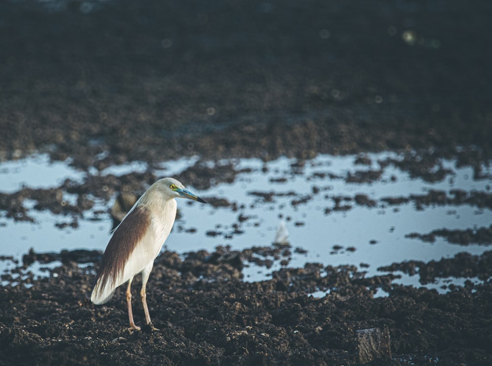 white and brown bird on ground