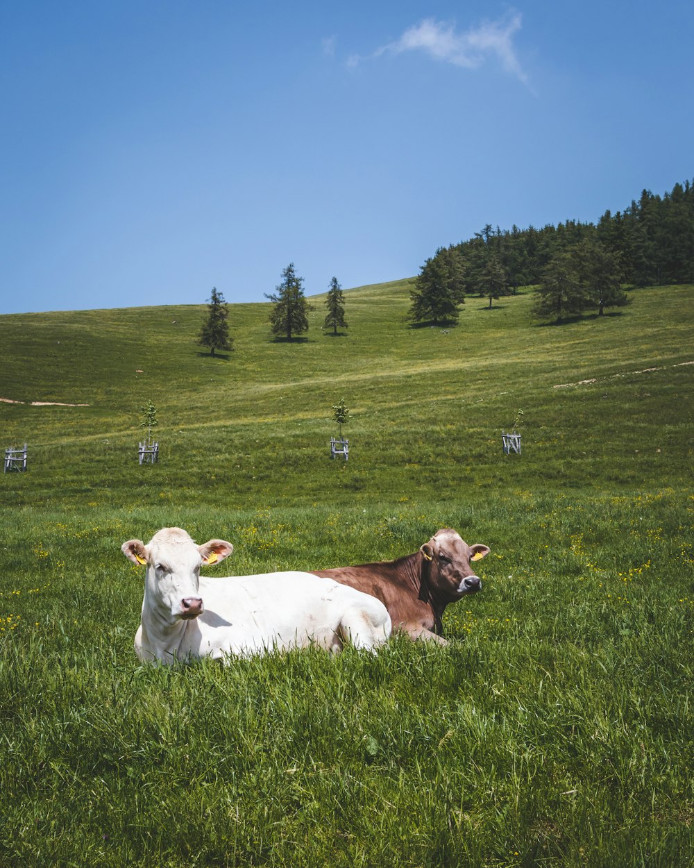 two white and brown cattle lying on green grass during daytime