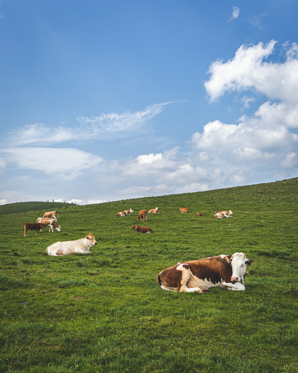 group of cows