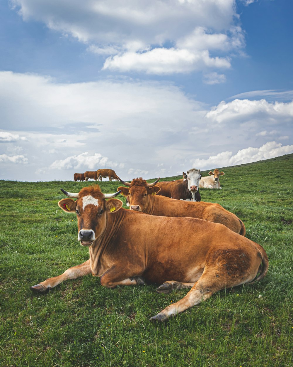 two brown cattle lying on green grass during daytime