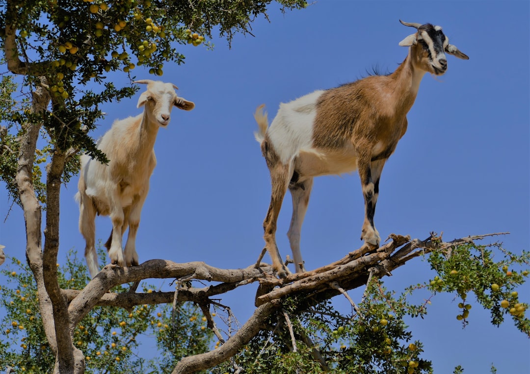 two brown and white goats on the top of tree during daytime
