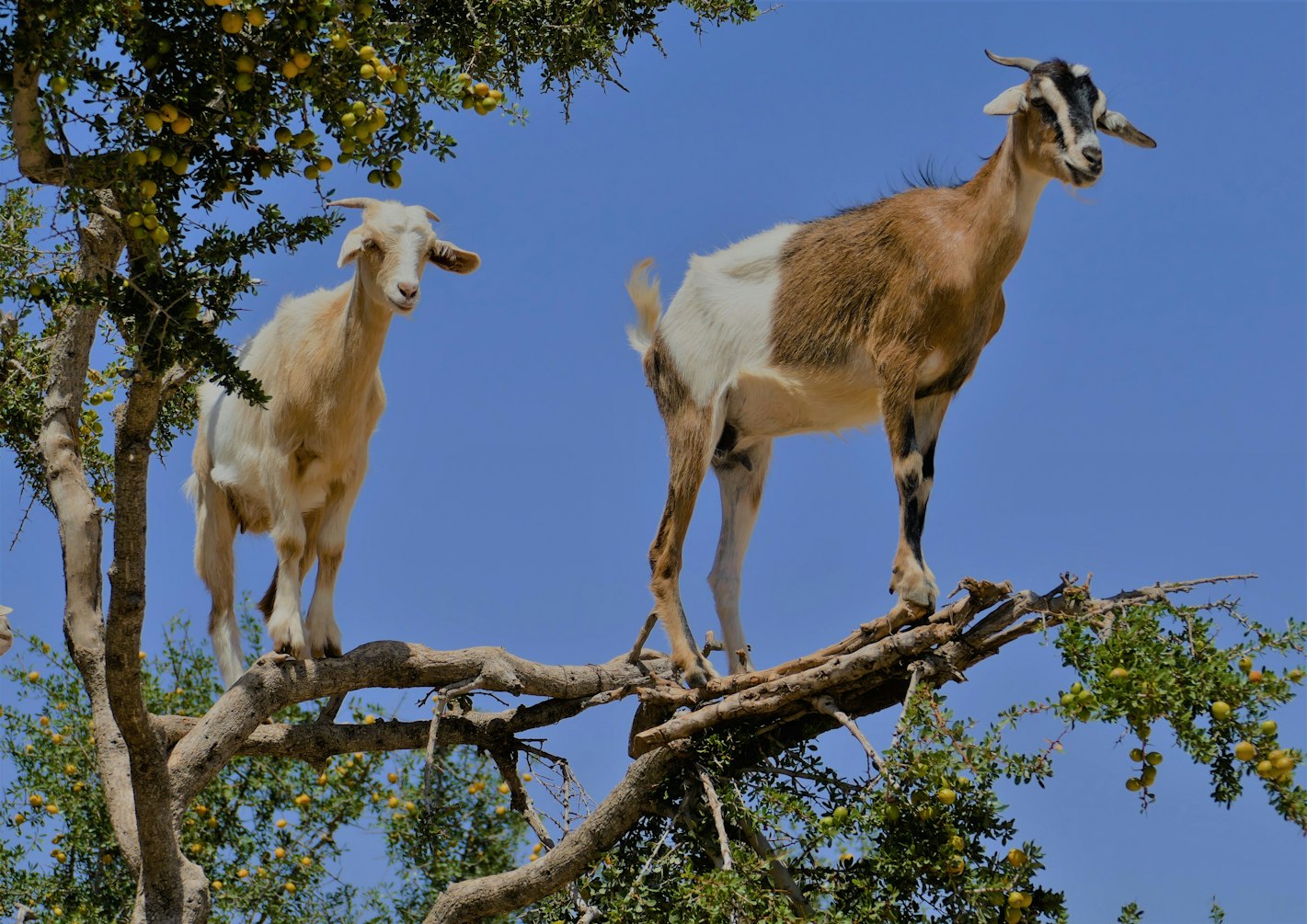 Козы на ветках. Козы на деревьях в Марокко. Древесные козы в Марокко. К чему снится козлятки. К чему снится козел с рогами