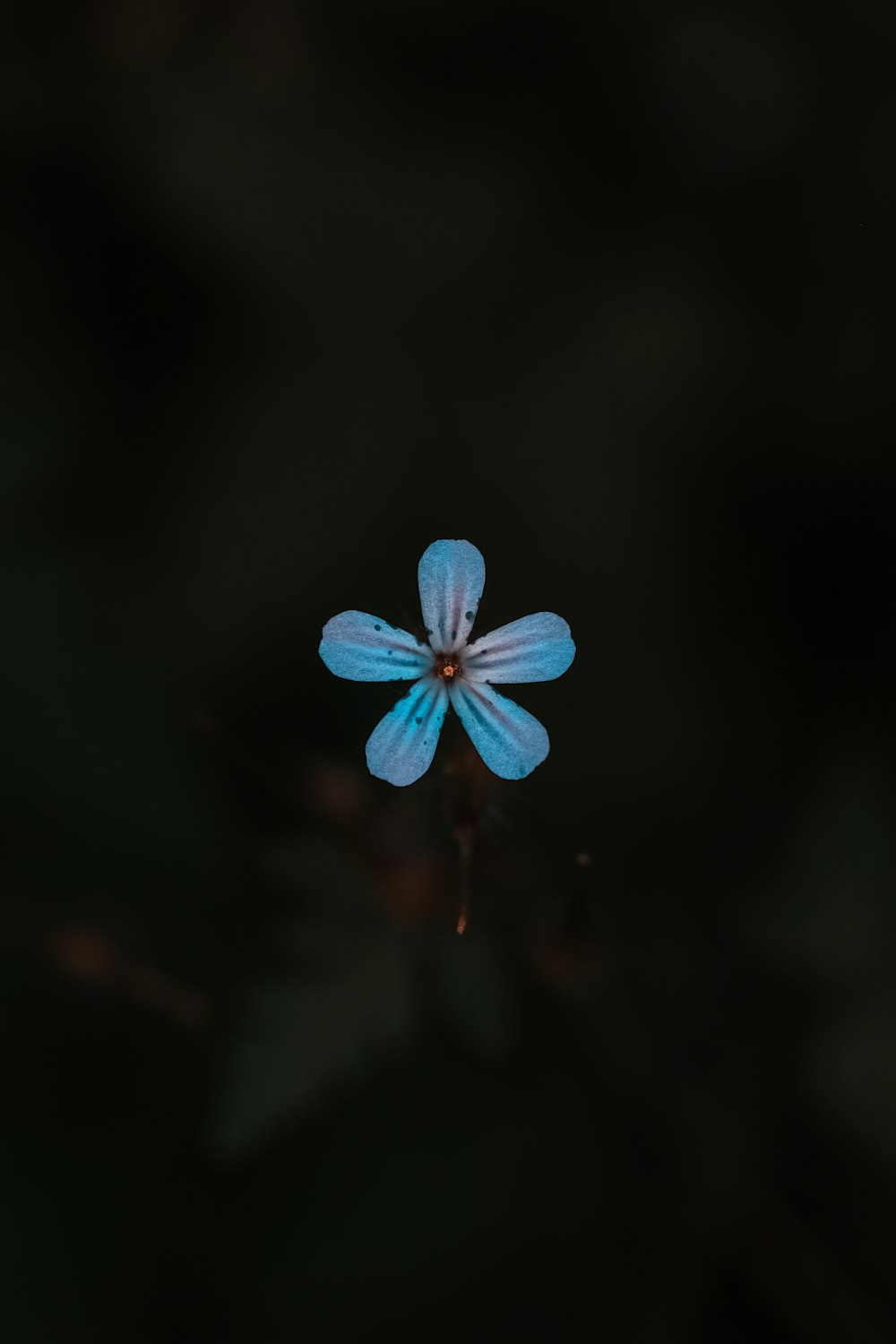 blue 5-petaled flower