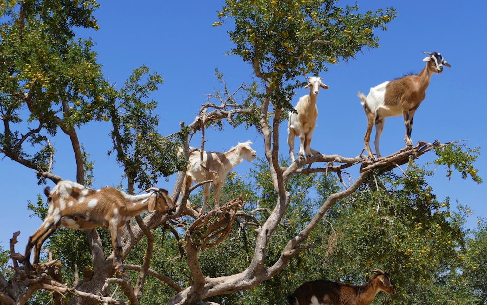 white and brown goats on the top tree during daytime
