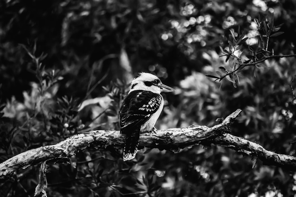 grayscale photography of bird