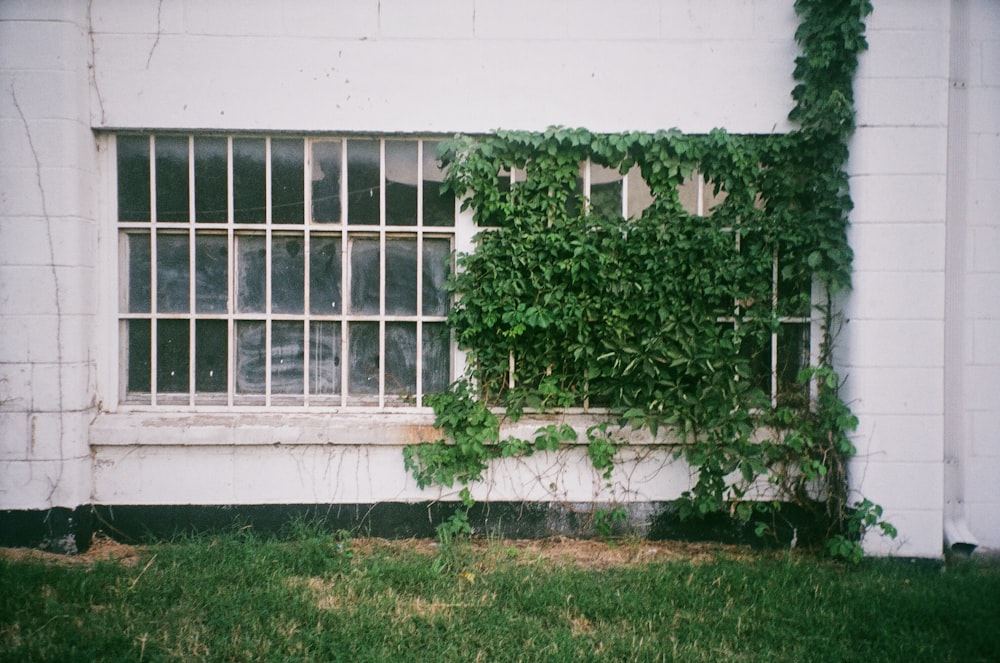 white-framed glass window covered with green leaves