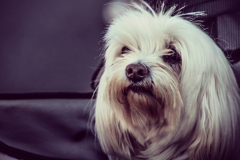 white Havanese dog