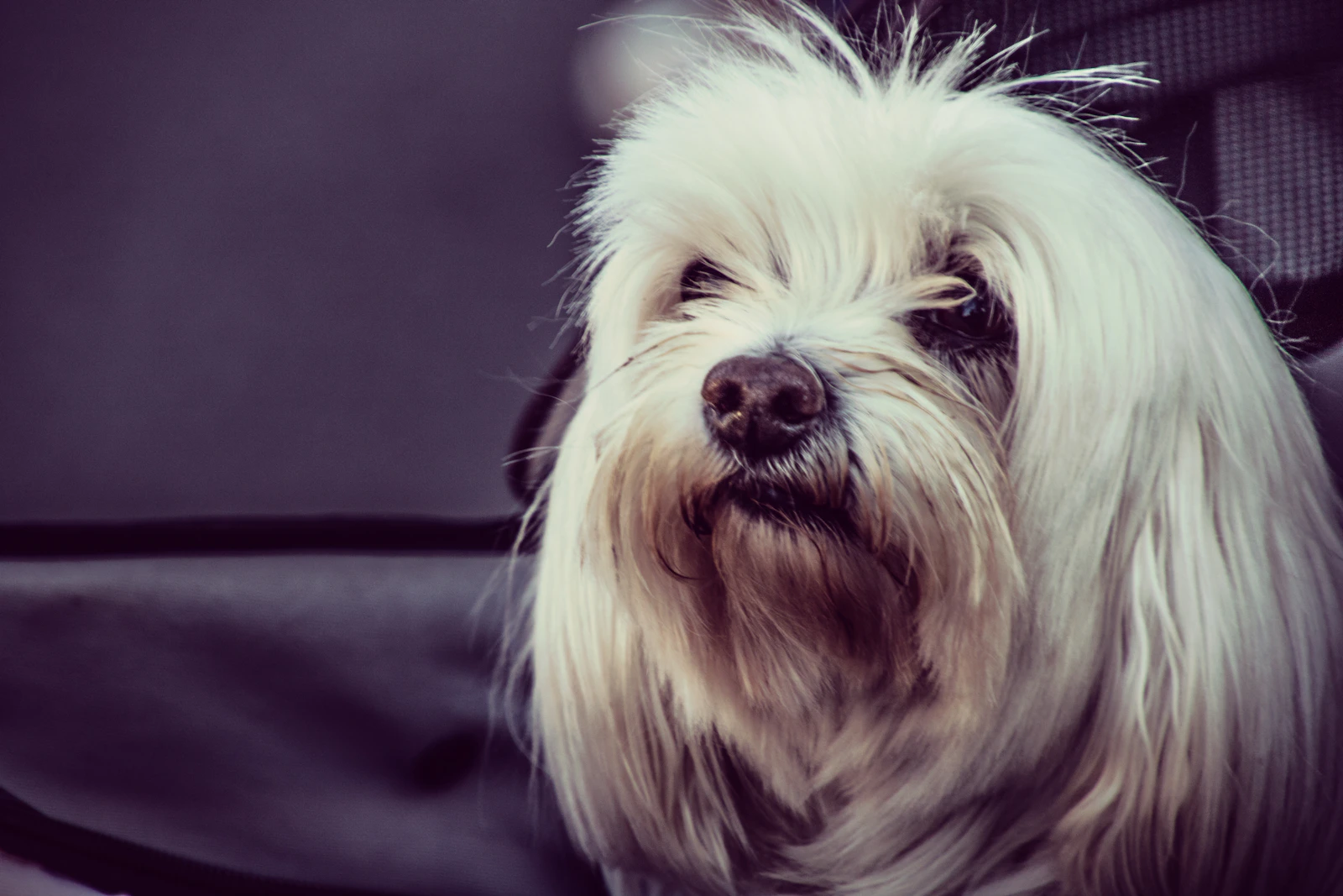 Adult white Havanese dog, photo on Unsplash