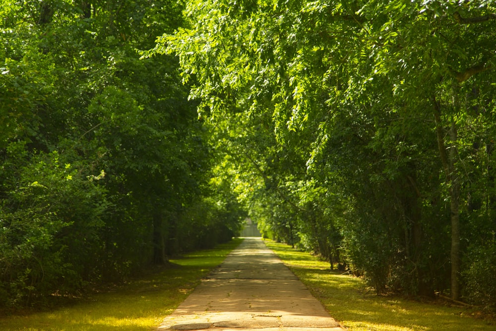 photo de paysage d’un sentier de promenade bordé d’arbres