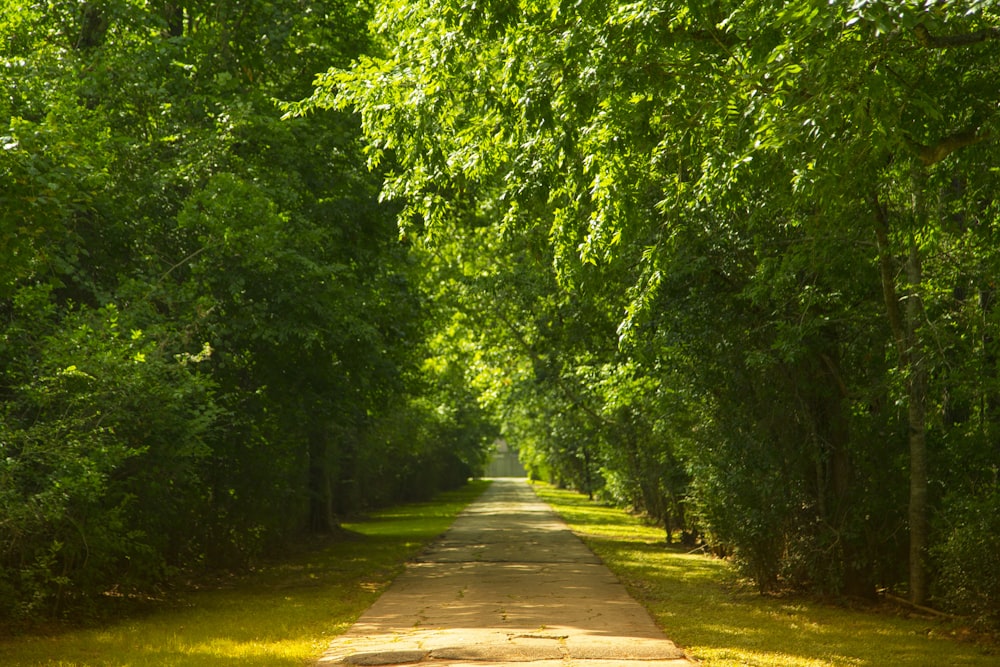 landscape photo of walk pathway lined with trees